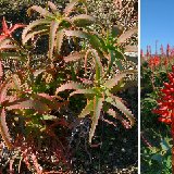 Aloe arborescens (South Africa) available 11-12cm and 14-15cm Ø